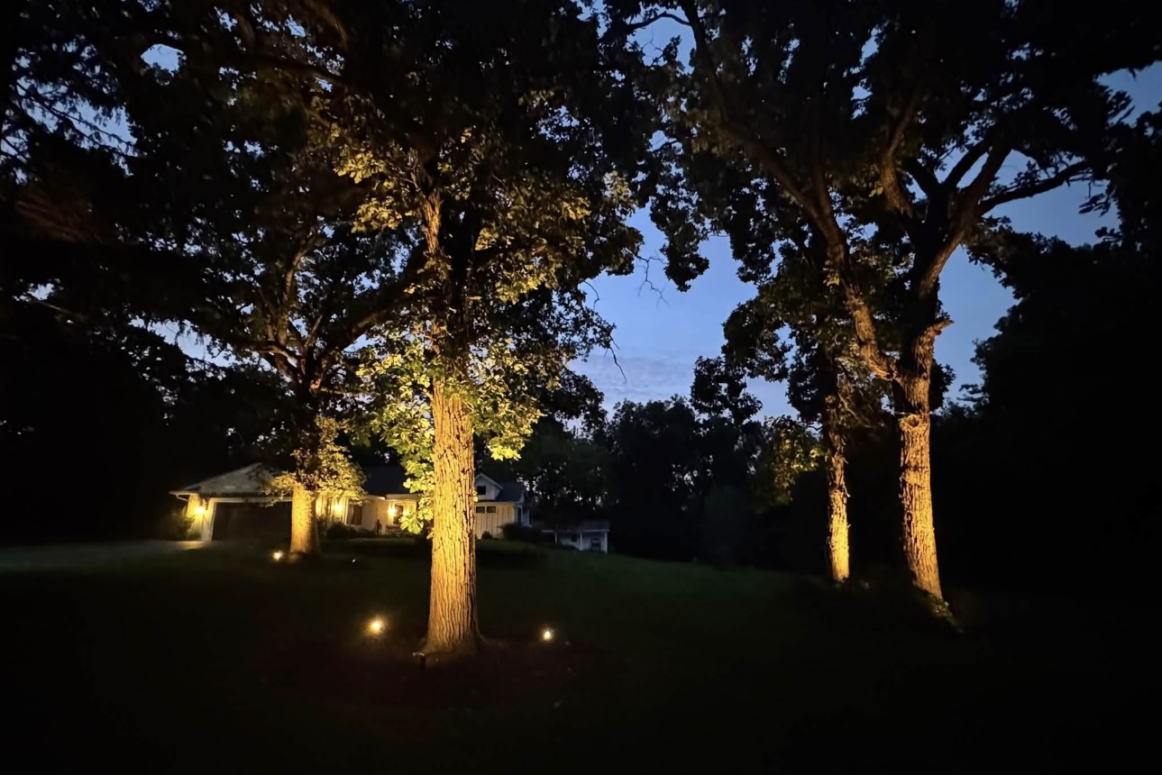 Warm golden uplights on mature tree trunks in front of a white home at twilight