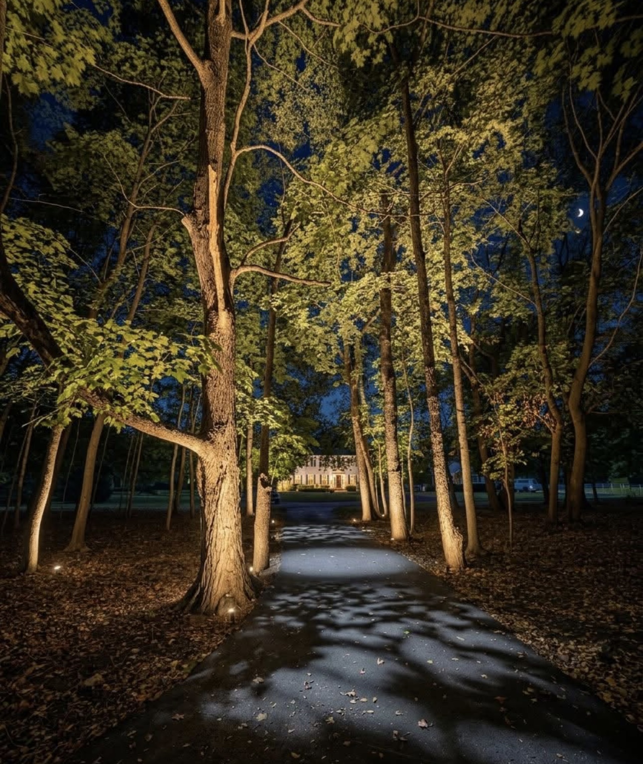 Home framed by a lit driveway with warm white uplighting on the trees under a crescent moon